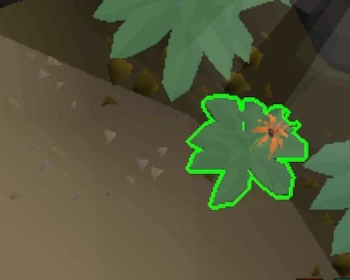 A mature Digweed plant growing against the workroom wall, outlined green by the RuneLite plugin.